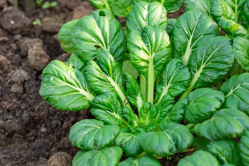 Mustard Seeds 3500+ Tatsoi Asian Chinese Spinach NON-GMO US SELLER FREE SHIPPING
