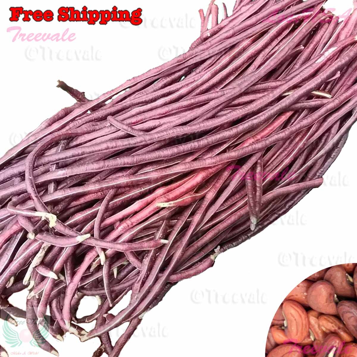 Red Noodle Yardlong Bean, Asparagus Bean, Chinese Long Bean SEEDS