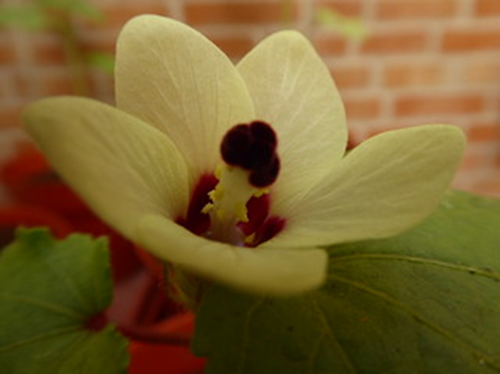Clemson Spineless Okra 100+ Seeds Heirloom | Micro green Vegetable NON-GMO Zones