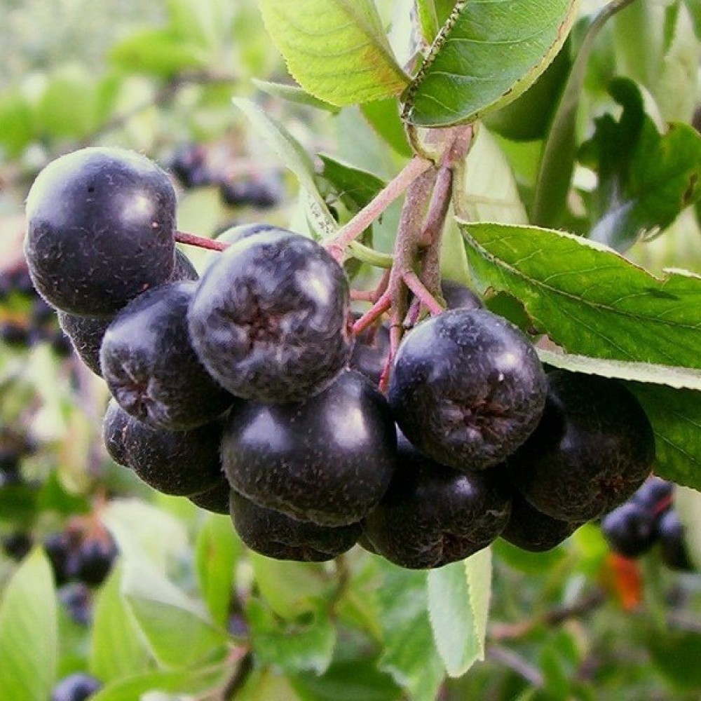BLACK CHOKEBERRY Aronia Melanocarpa 20,30,50,100 SEEDS
