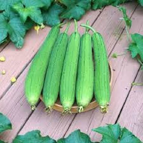 Premium Luffa Sponge Gourd Seeds – Fresh Organic Heirloom Seeds From 2026