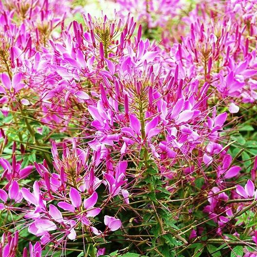 Cleome MAUVE QUEEN Spider Plant FALL PLANTING Pollinators USA Non-GMO 200 Seeds