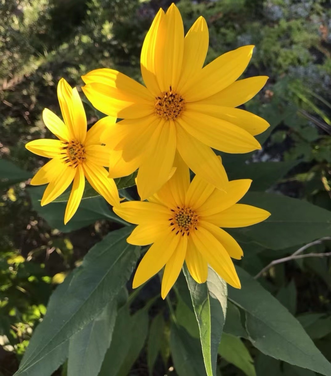 Jerusalem Artichoke (Helianthus tubersosus) Live Plant, Earth Apple, Sunchoke洋姜