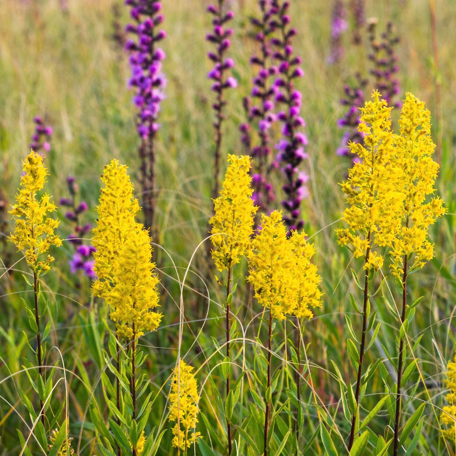 Showy Goldenrod Seeds (Solidago speciosa) ~Herb Native Pollinator Garden