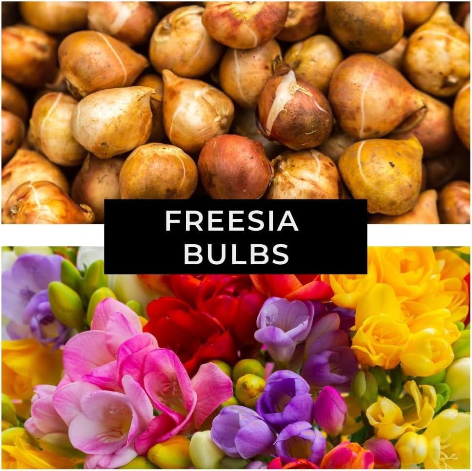 10 Freesia Bulbs – Beautiful Mixed Colors for Outdoor & Container Growth