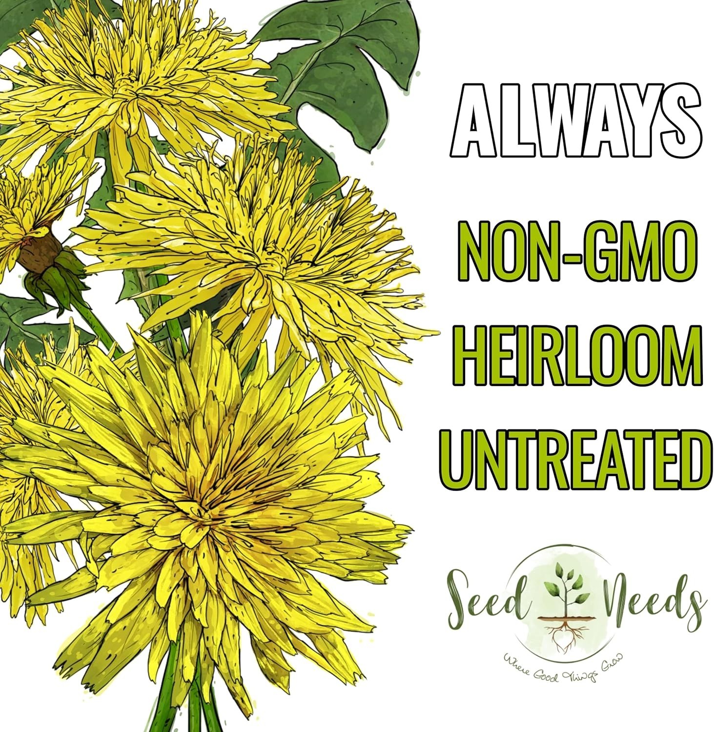 Common Dandelion Herb 10,000+ Seeds for Planting Non-GMO Heirloom & Untreated