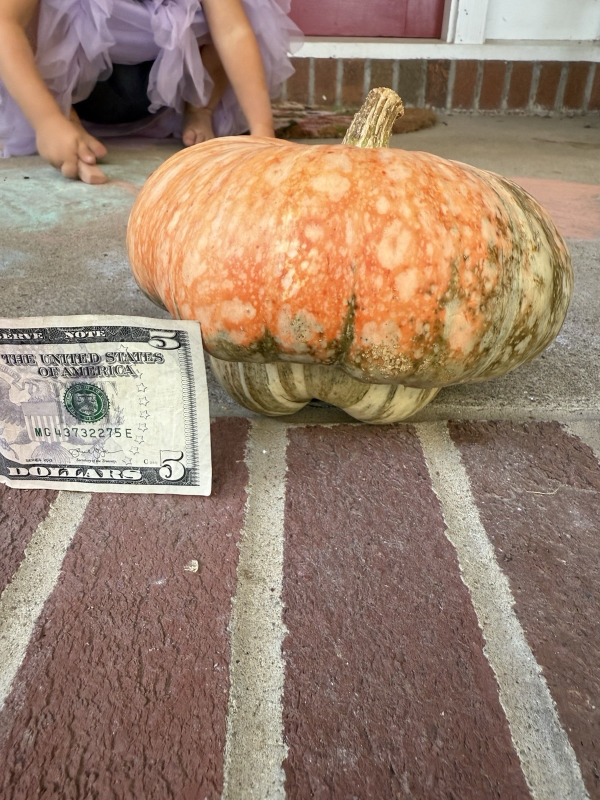 Seeds #13: orange/green/cream acorn/turk’s turban gourd. 10 ct