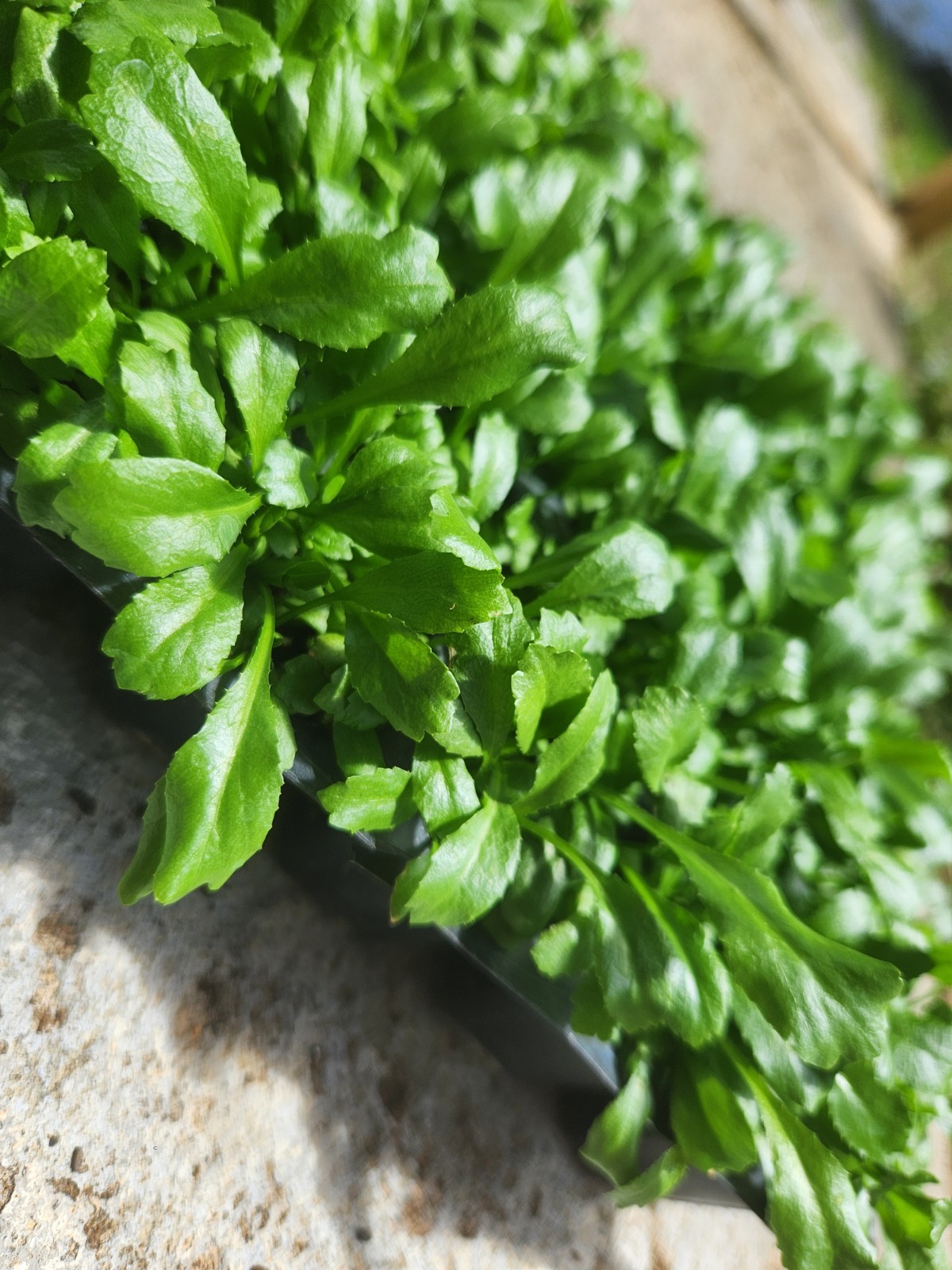 1,000+ Seeds, Recao de Puerto Rico, Culantro, ngo-gai, long coriander, Sofrito