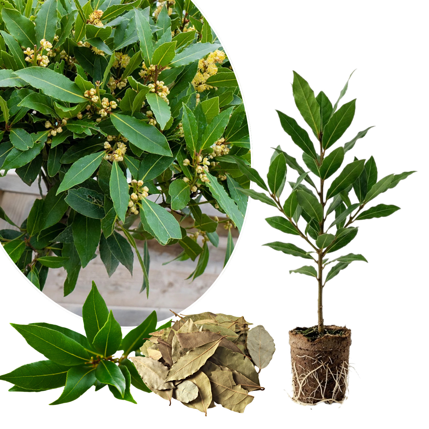 Bay Leaf Live Plant 4-7 Inches Tall Sweet Laurus Nobilis Tree