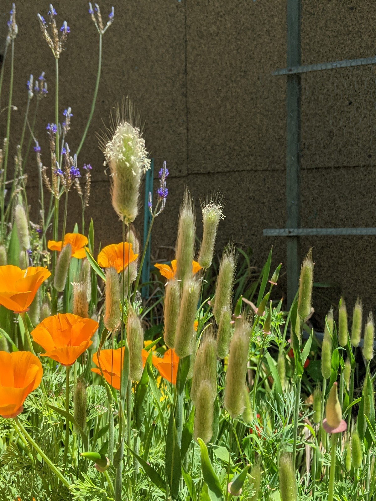 California “Gold Rush” Poppies (100+ SEEDS) Eschscholzia. USA Grown 2023 CROP