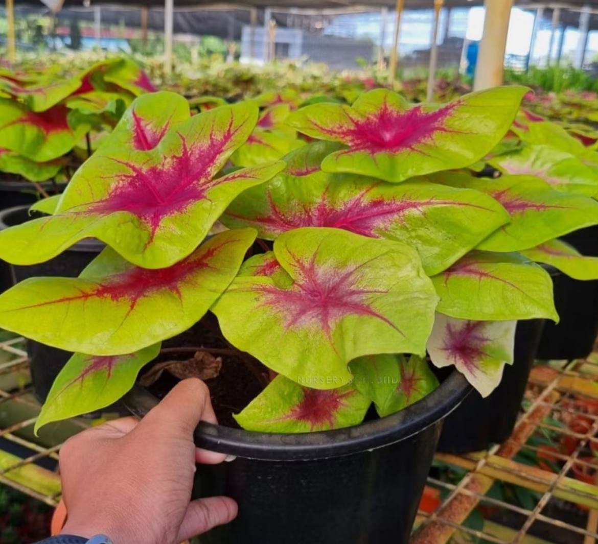 AUTHENTIC Caladium Lemon Blush 1 bulbs