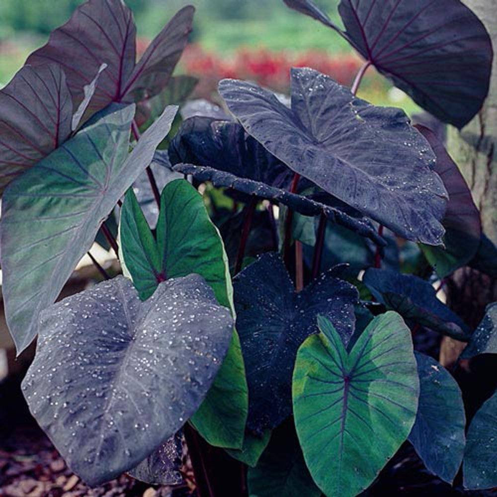 Black Magic Elephant Ears Dormant Bare Root Bulbs (2-Pack)