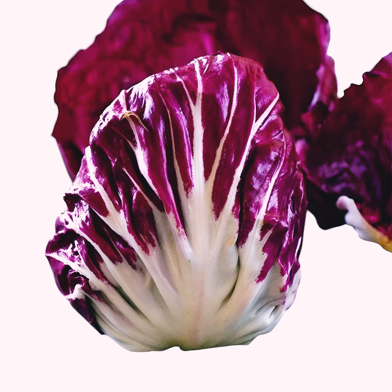 250 Radicchio Seeds | Palla Rosa | Heirloom | Fresh Garden Seeds