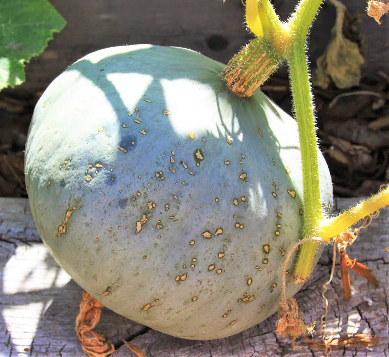 Sweet Meat Winter Squash Seeds | Blue Kuri Kabocha Jarrahdale Kabocha Seed 2024