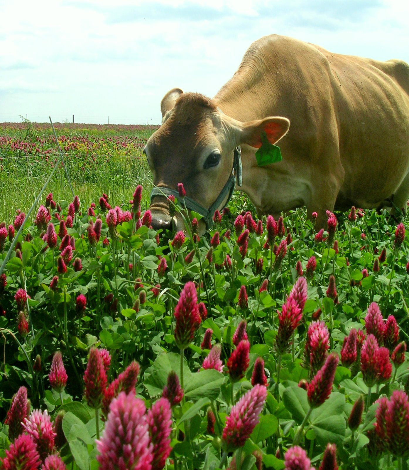 Crimson Clover Seeds 2 Lbs Bag 2000 Sq Ft Coverage.
