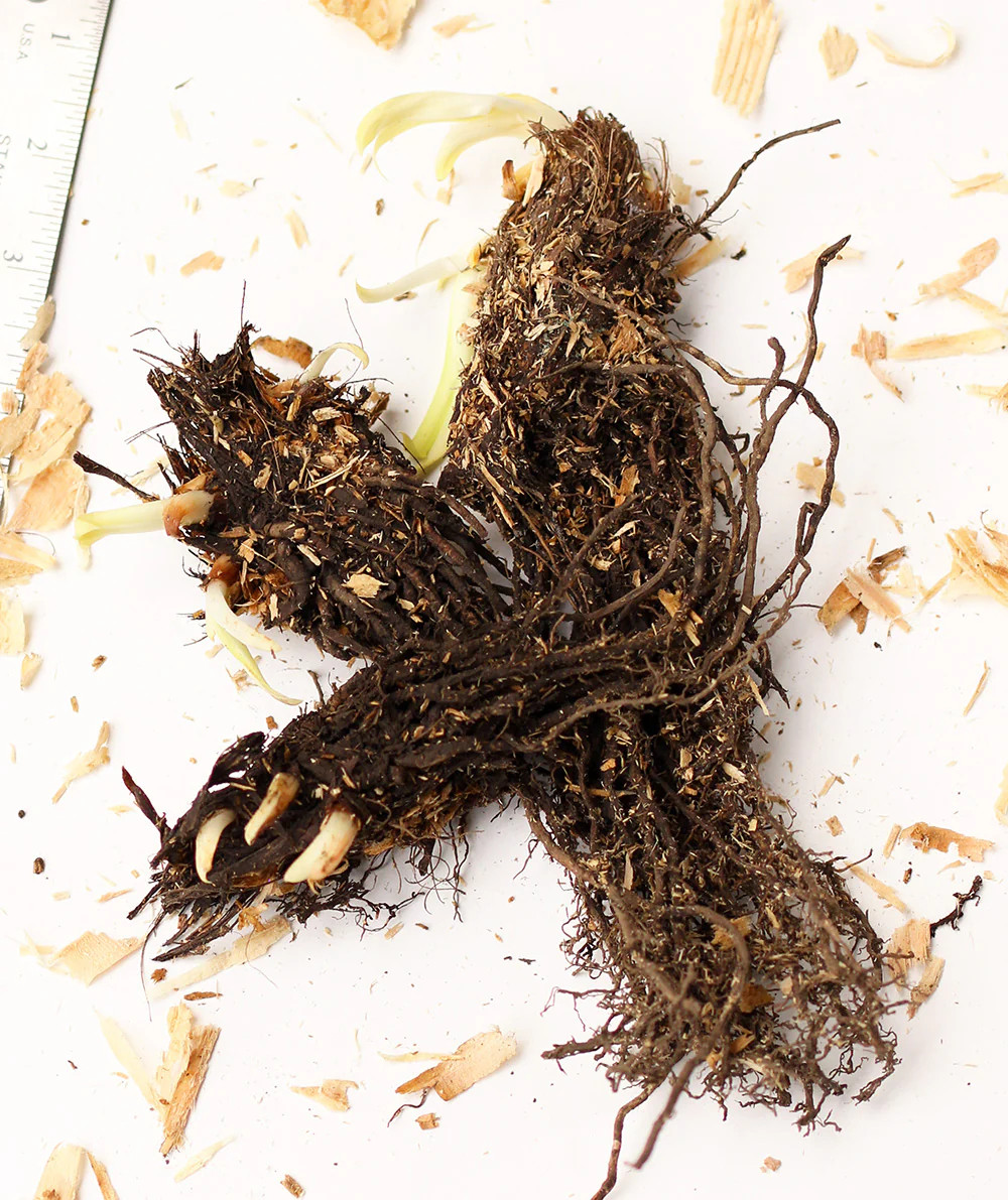 Mixed Japanese Iris ensata – 9 root divisions