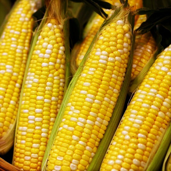 Ambrosia F1 Sweet Corn Seeds | Bicolor SE Untreated Hybrid NonGMO USA Seed 2024