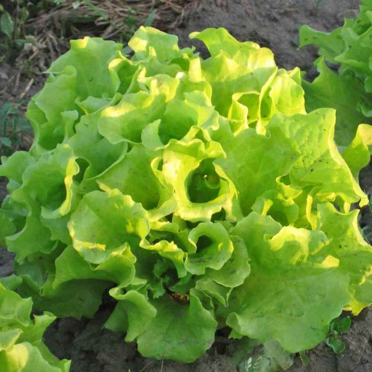 Lettuce Seeds, Black-Seeded Simpson Lettuce Seeds, “COOL BEANS N SPROUTS” Brand