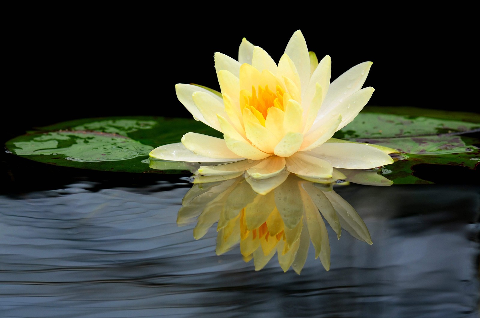 3 Organic Mixed Colors LOTUS Nelumbo Pond Water Lily Lilypad Blue Flower Seeds