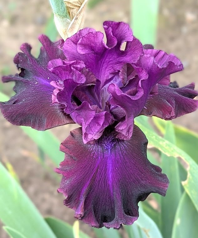 private listing ‘ Tall Bearded Iris Rhizome PRE-SALE to Ship Aug/Sept