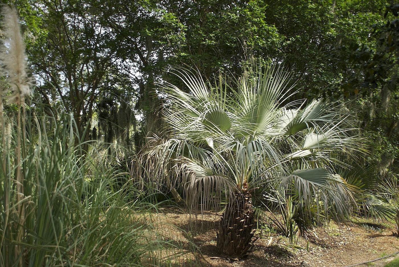 Brahea armata Seeds! Mexican Blue Palm, Blue Hesper Palm Seeds. Cold Hardy!!!