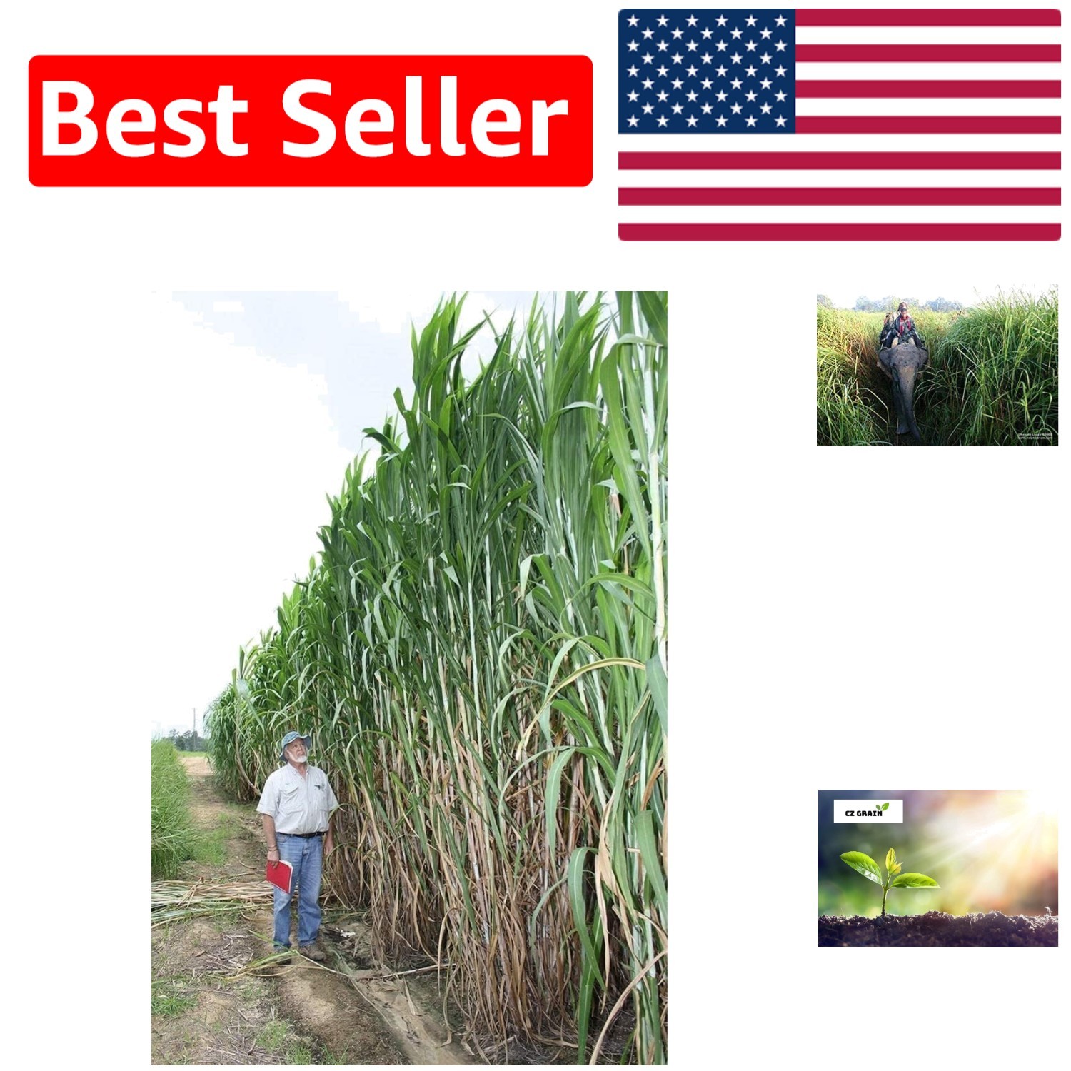 Natural Elephant Grass Seeds – 1,000 Count for Lush Beauty and Privacy Solutions
