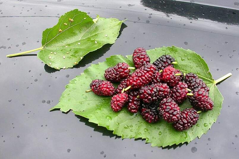 White Mulberry Tree 25 – 400 Seeds (Morus Alba) Sweet Edible fruit शहतूत Non GMO