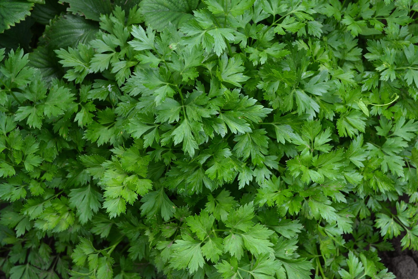 Parsley, Giant of Italy (Petroselinum crispum var. latifolium)