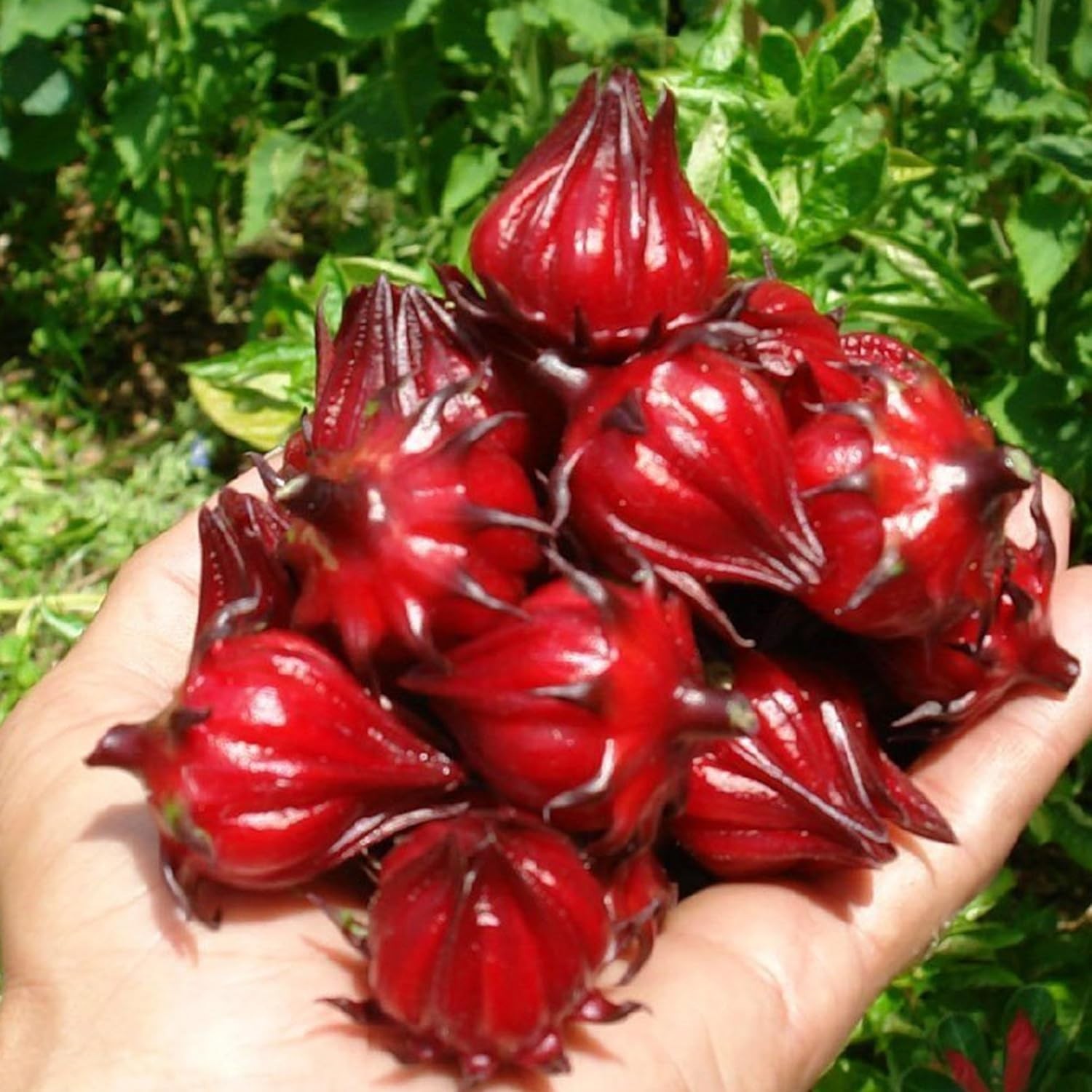 Red Roselle Hibiscus Seeds – 50 Count