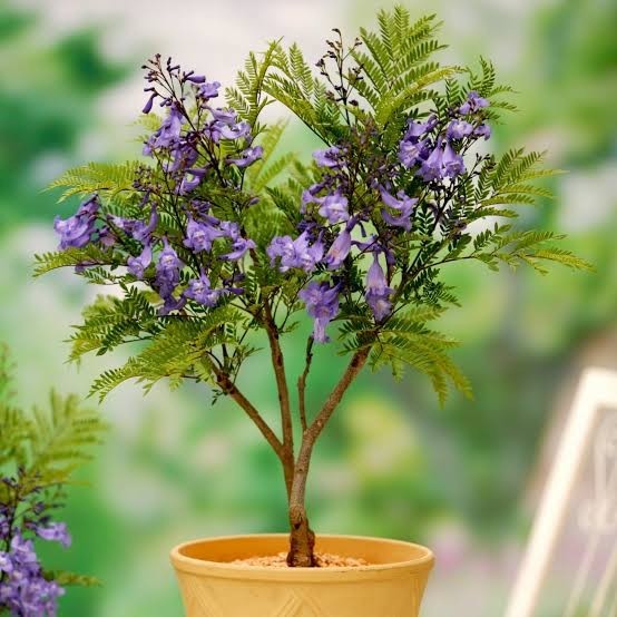 Jacaranda Mimosifolia Bonsai Tree Seeds (1,000 Seeds) + Growing Instructions