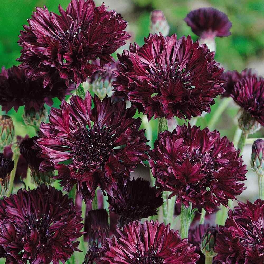 CORNFLOWER BACHELOR’S BUTTON BLACK BALL Centaurea Cyanus – 20+count seeds