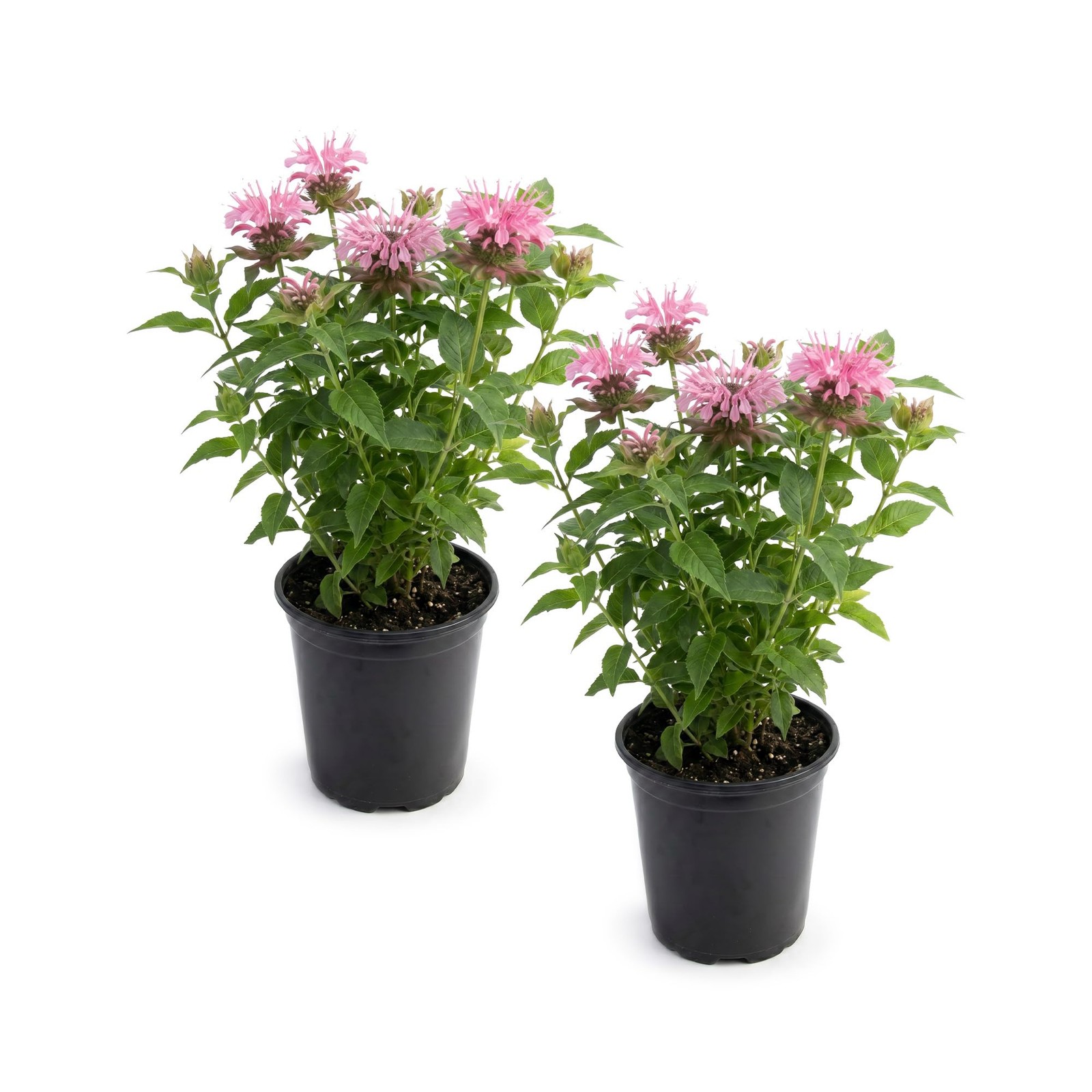 Live Flowering Bee Balm – Balmy Pink (2 Plants Per Pack), Pollinator – Attrac…