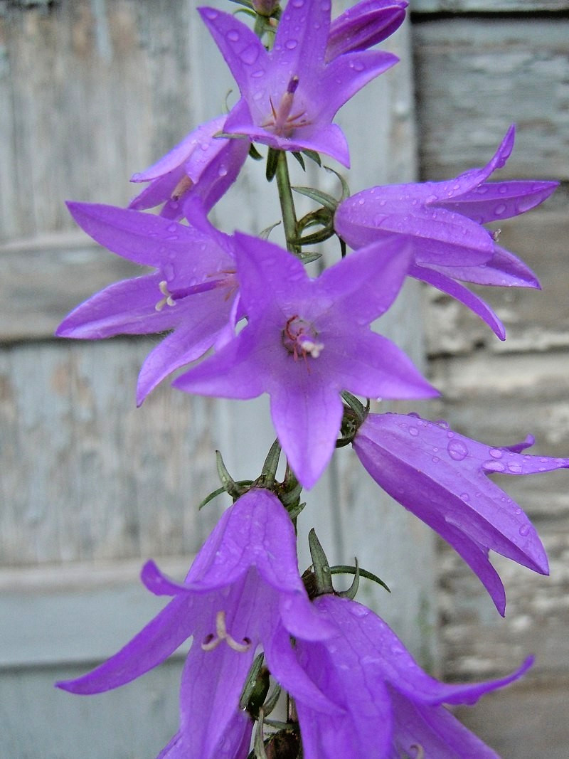 blue Rampion bellflower 200 seeds campanula rapuncloides, creeping bellflower