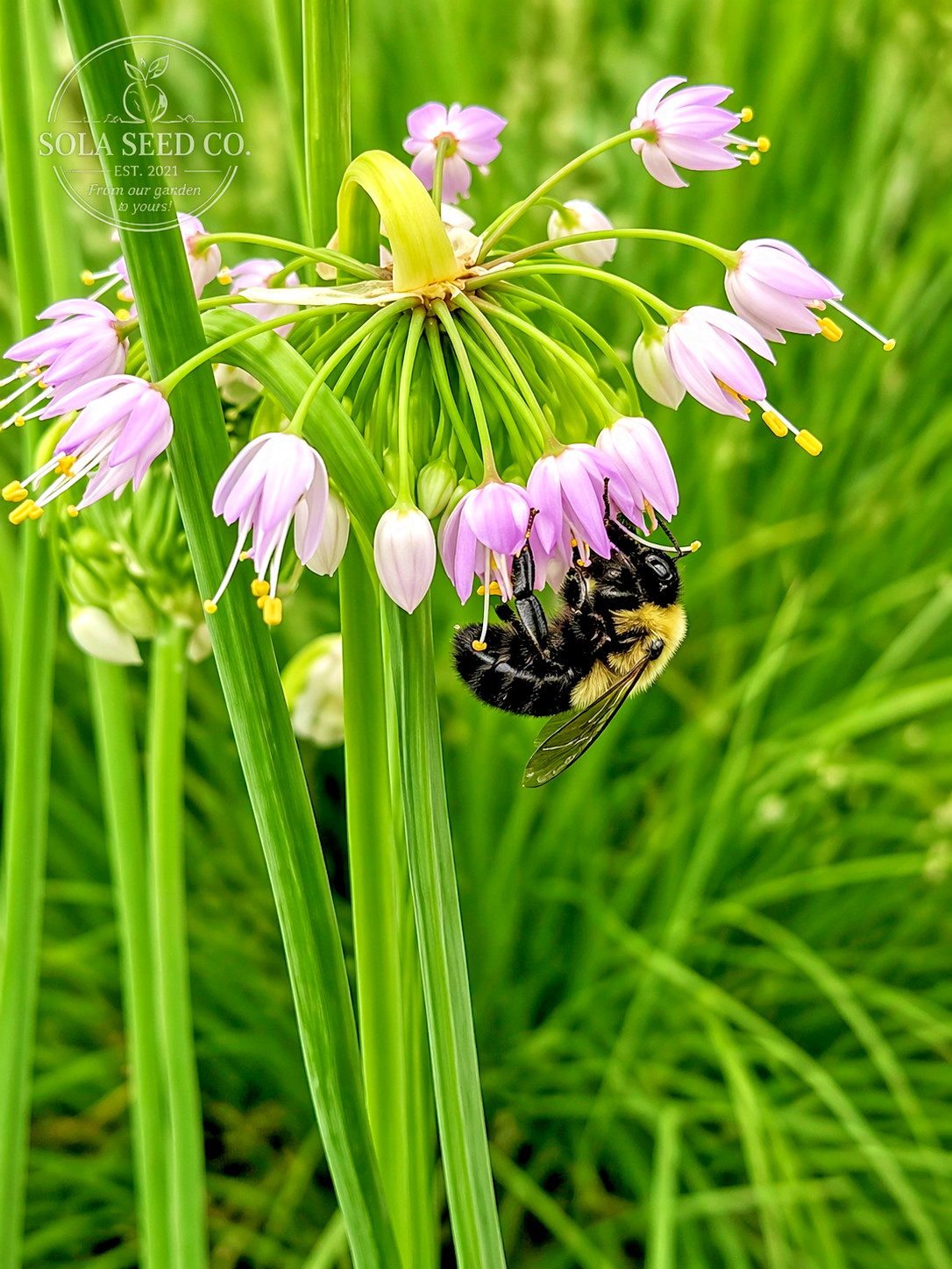 100 Prairie Onion Seeds (Allium stellatum) American Heirloom Non-GMO USA