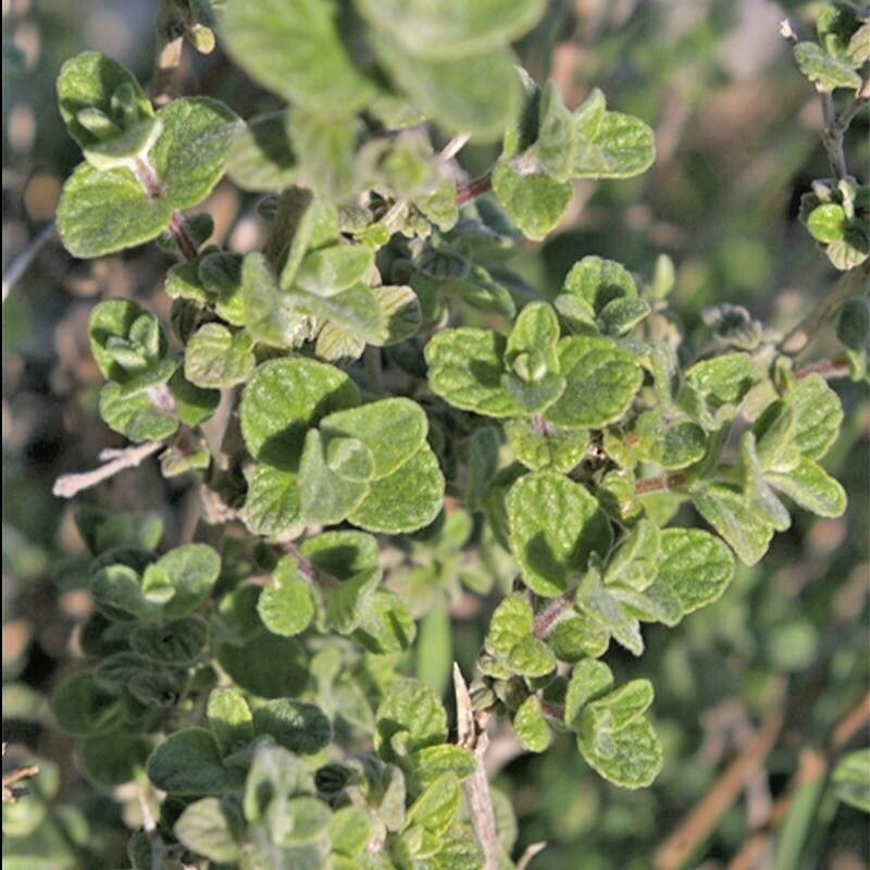 2000+ OREGANO SEEDS HERB PERENNIAL GREENS GREEK FRESH MEDICINAL NON-GMO HEIRLOOM