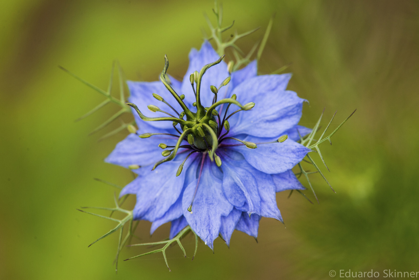 Nigella Damascena – Love in the MIst – Jewels Indigo seed