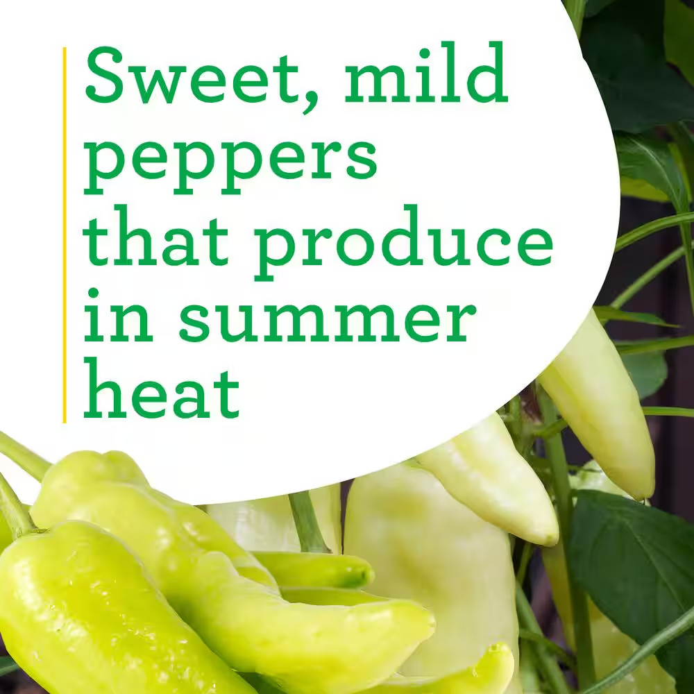 19 Oz. Sweet Banana Pepper Plant (2-Pack)