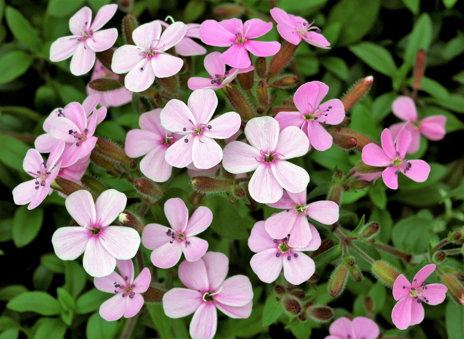 250 TALL SOAPWORT Saponaria Hispanica syn Vaccaria Cowcockle Pink Flower Seeds
