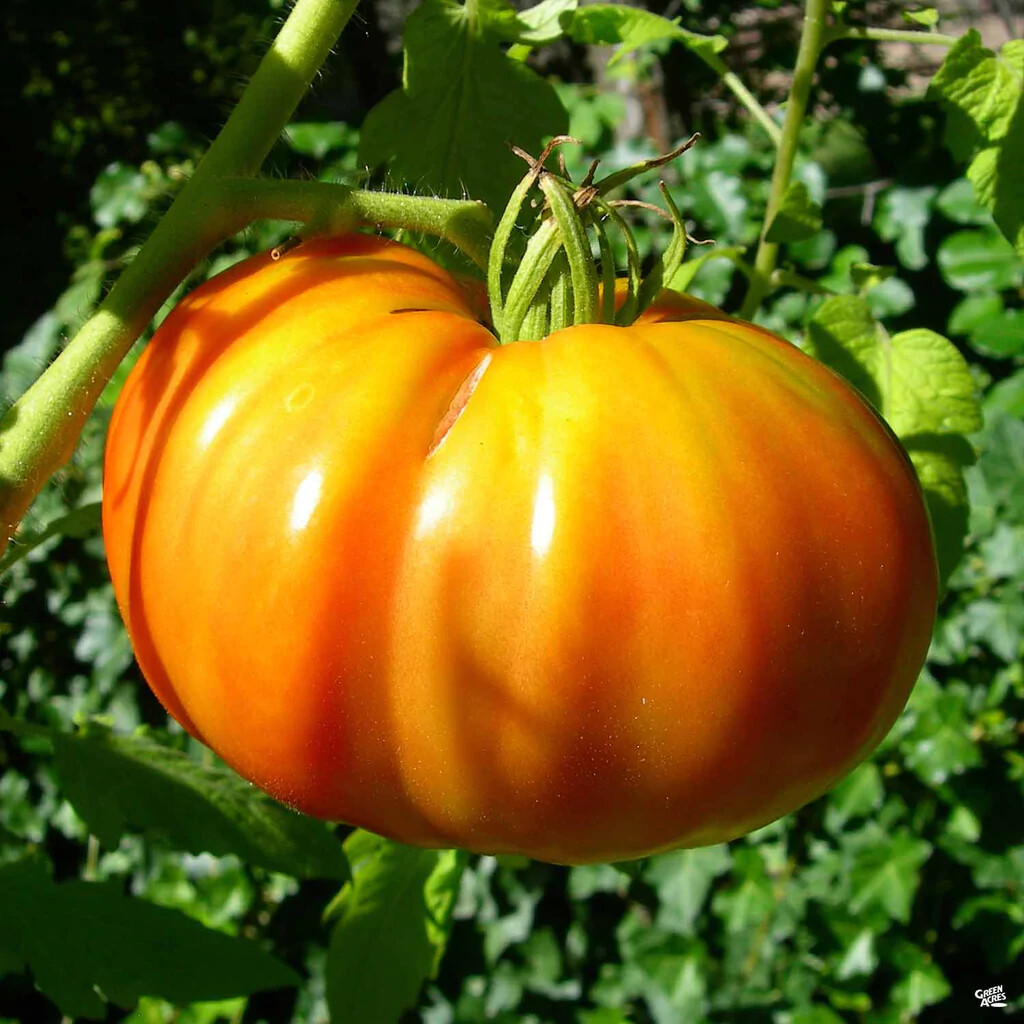 Kellogg’s Breakfast Tomato Seeds, NON-GMO, Orange Beefsteak, Heirloom, FREE SHIP