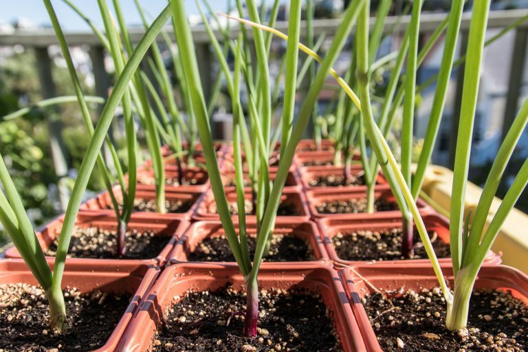 200+ Onion Seeds Ruby Red Onion Red Stem Scallion(Alllium cepa) USA