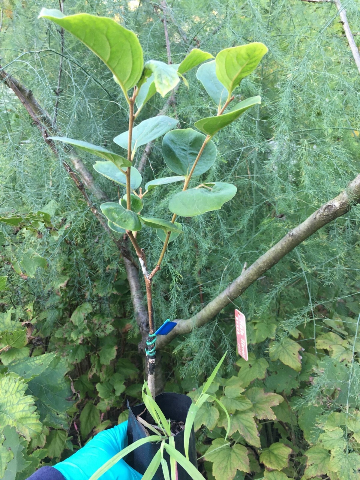 Saijo Asian Persimmon, grafted, 12-18 inches tall live tree plant