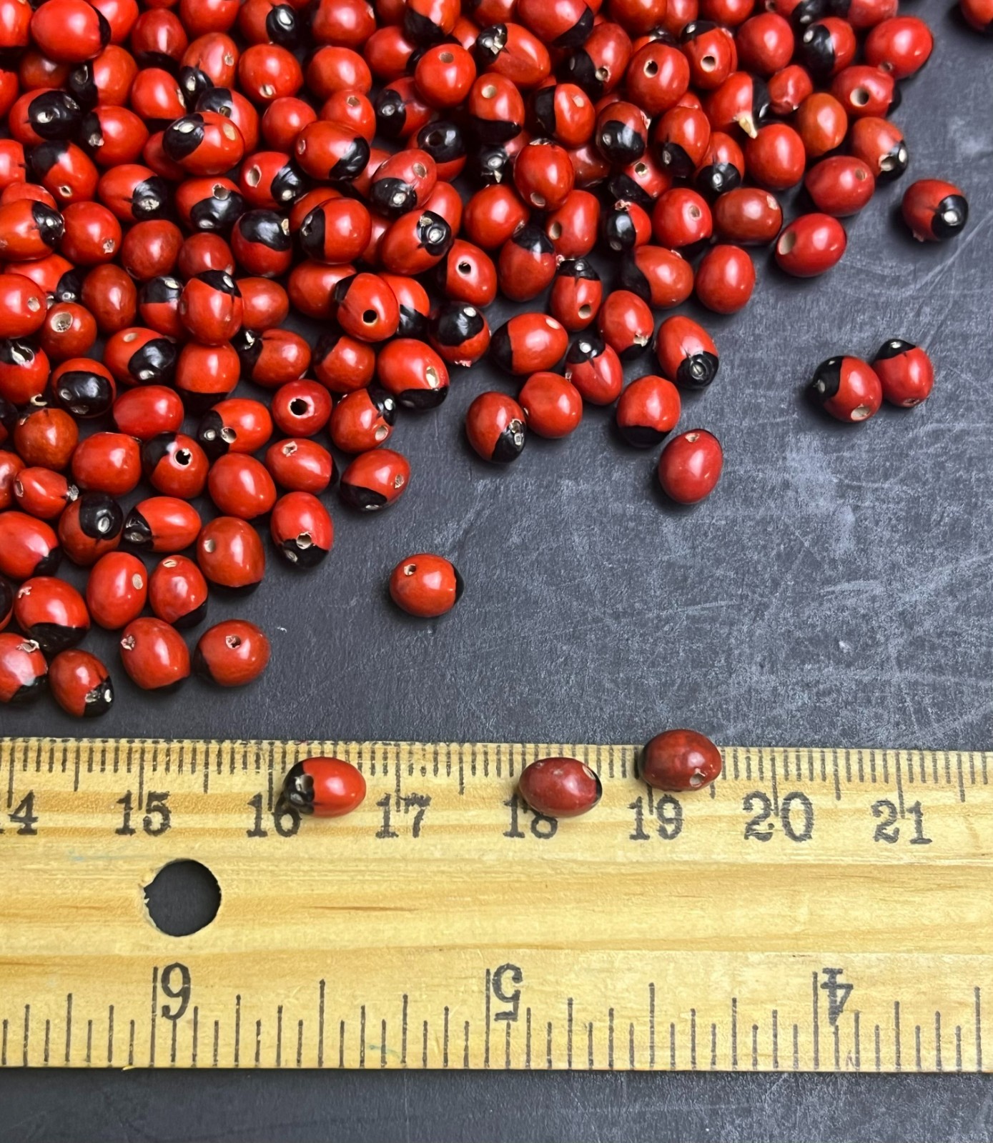 Lot of 100 New Baby Huayruro Seeds Red and Black Drilled 5 to 6 mm