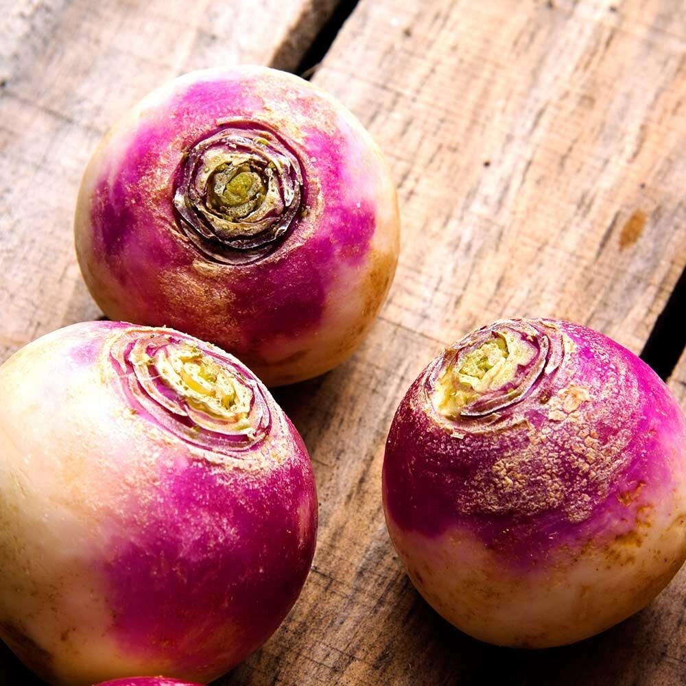 Purple Top White Globe Turnip Seed – NON-GMO Brassica Cover Crop & Food Plot