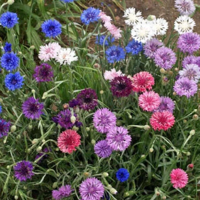 Landscaper’s Pack Cornflower Bachelor Button DWARF MIX Non-GMO 1500 Seeds!