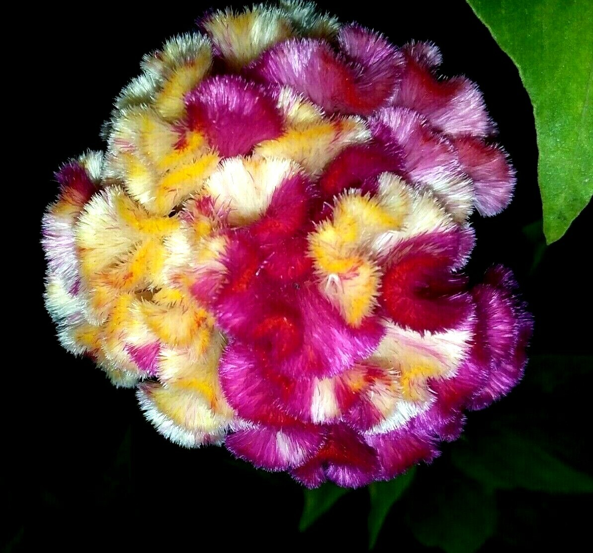 Yellow/Red Marble Brain Celosia 25 SEEDS 4 ft. tall Comb. S/H See Our Store