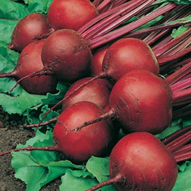 RED ACE HYBRID BEET SEEDS * 100 COUNT PKT. * DROUGHT TOLERANT *