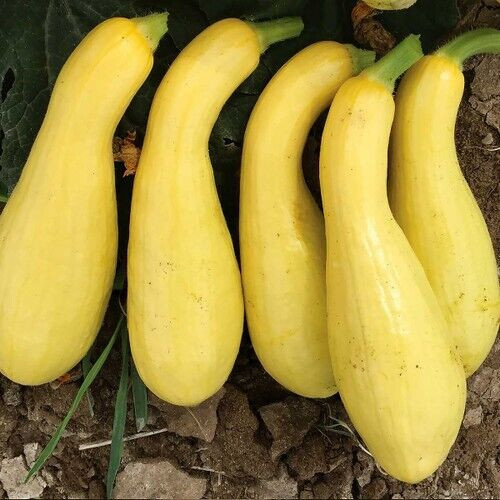 20 Quality Fresh Early Summer Crookneck Summer Premium Squash Seeds-A 25