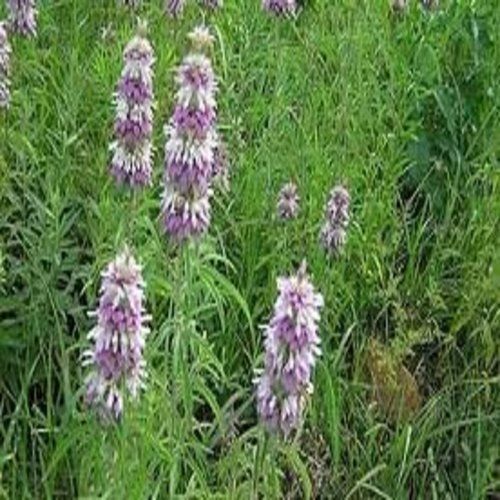Lemon Mint Great Garden Herb By Seed Kingdom 500 Seeds
