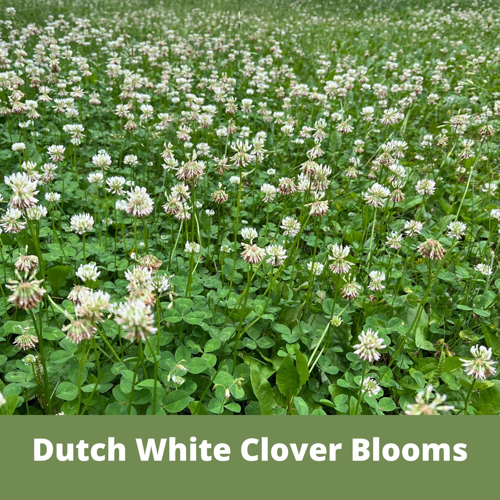 Dutch White Clover Seed, Easy Spread Shaker, Organic Coated, Low Maintenance