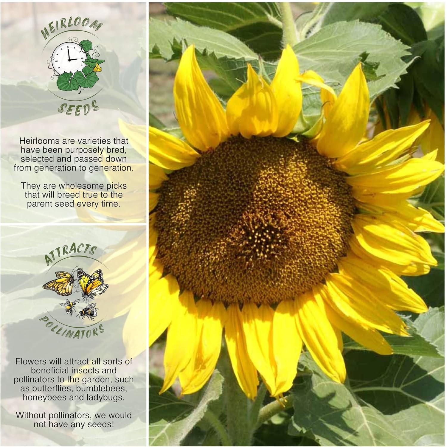 Dwarf Sunspot Sunflower Seeds – Heirloom 2′ Tall Yellow Blooms for Cut Flowers